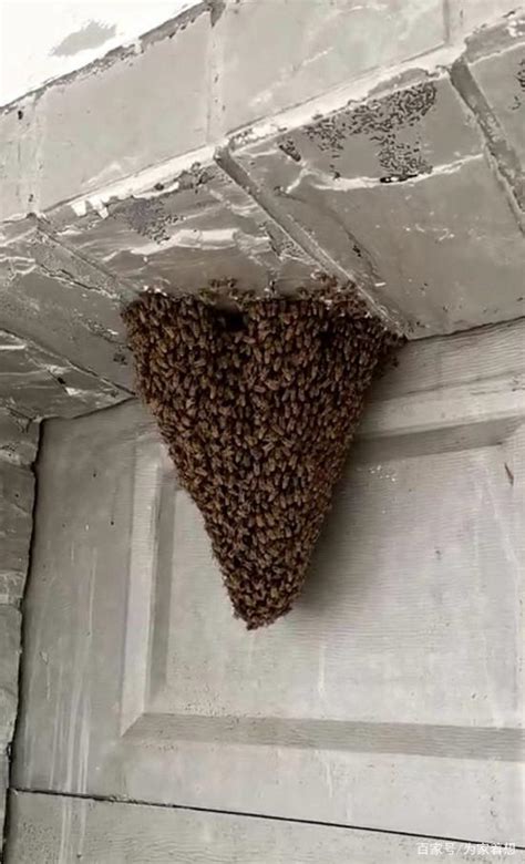 蜜蜂在家筑巢 风水 壓墓紙位置